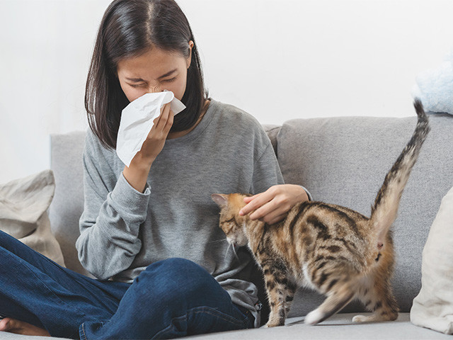 Młoda kobieta z kotem, kicha w chusteczkę, bo ma alergię na jego sierść.